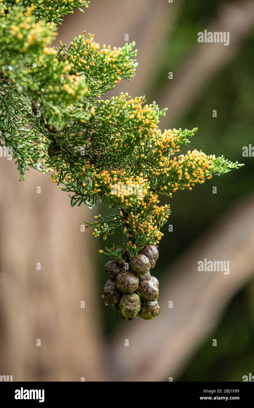 Zapfen, Nüsse, Früchte eines Monterey Zypressen Baum, hängen von einem Ast mit dem Baumstamm hinter im Regen. Devon, Großbritannien 2020. Cupressus macrocarpa Stockfoto