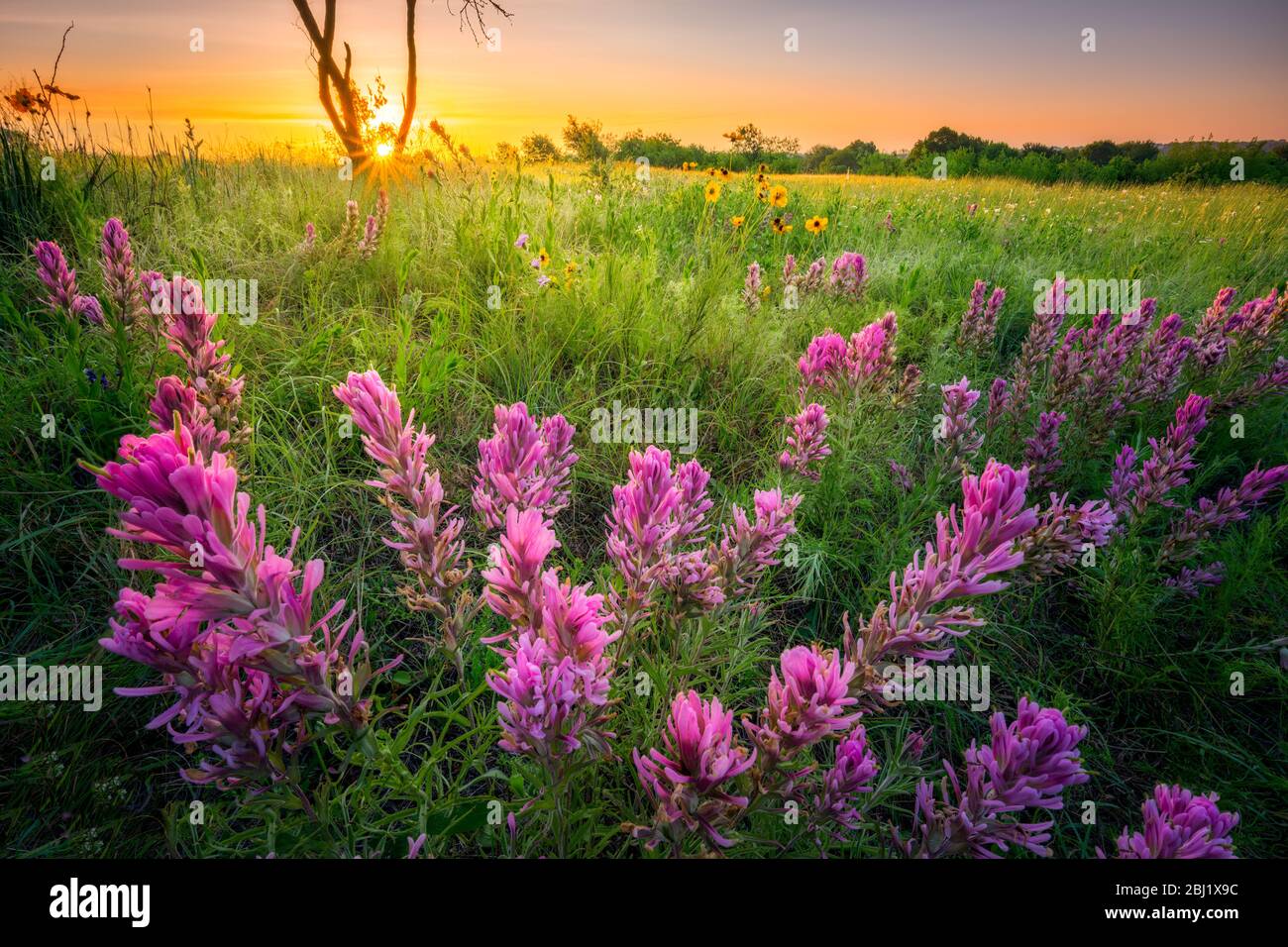 Texas Wildflowers in Sunrise Stockfoto