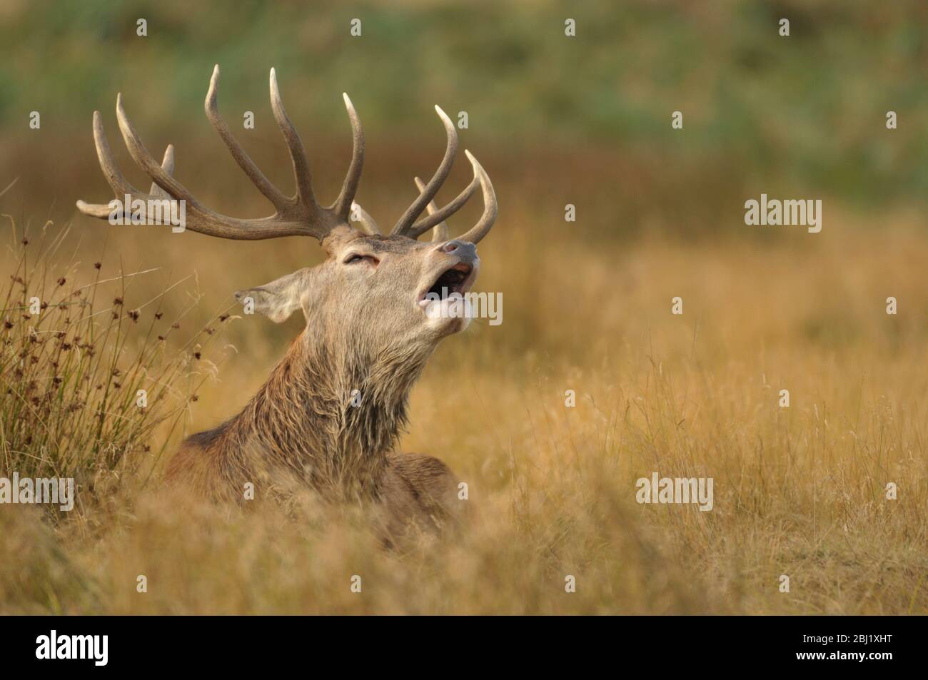 Rothirsch cercus elaphus Hirsch Porträt Stockfoto