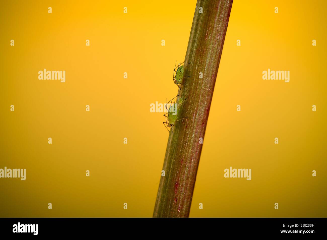 Nahaufnahme Makrobild von 3 Greenfly einschließlich jung auf einem Löwenzahn-Stamm mit Kopierraum auf einem gelben Frühling Hintergrund. Stockfoto