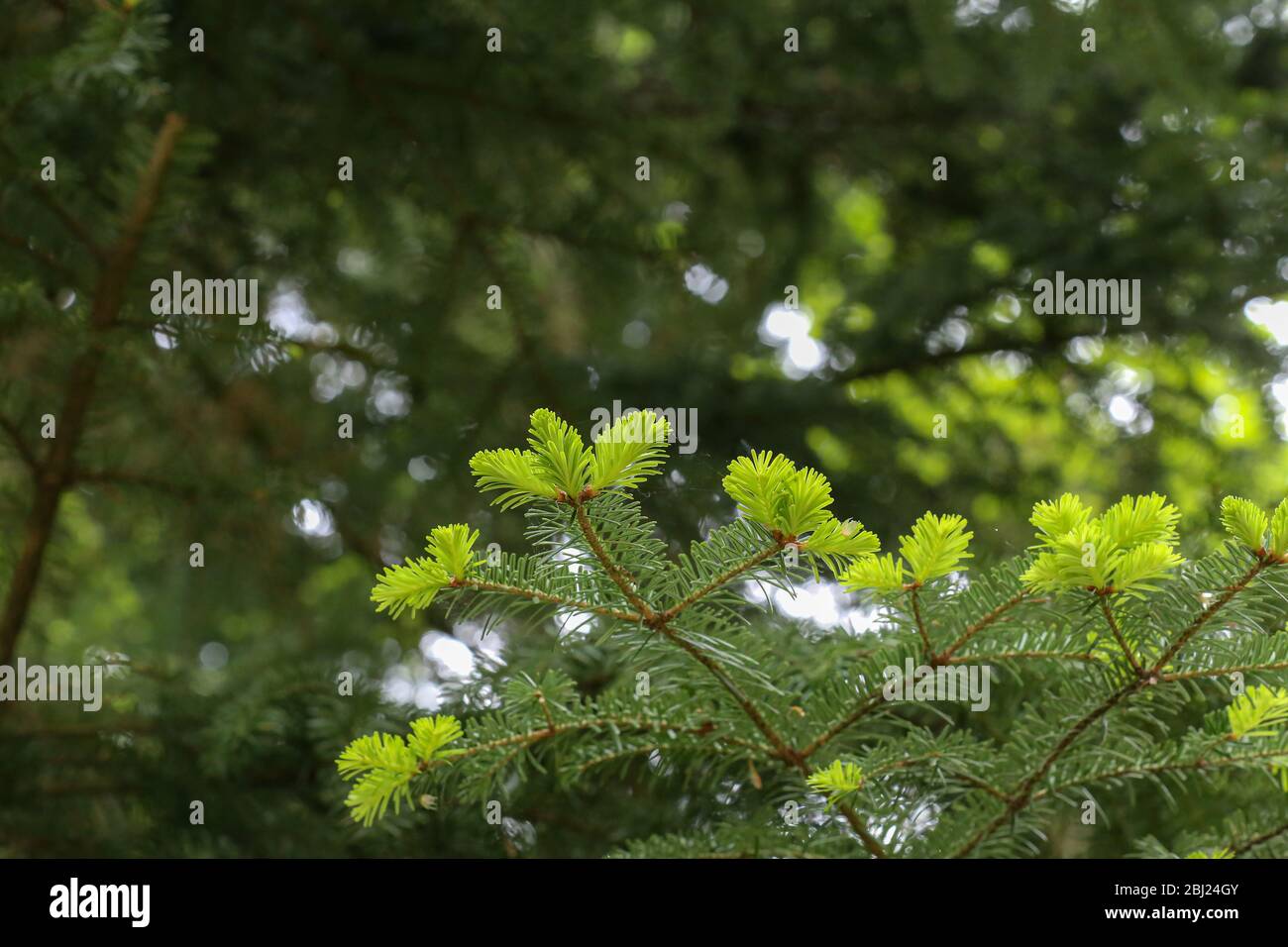 Junge Triebe auf einem Tannenzweig im Wald Stockfoto