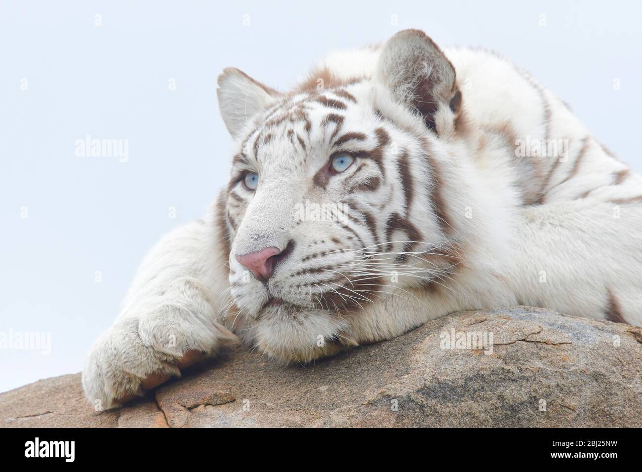 Weisse Tiger Blaue Augen Stockfotos Und Bilder Kaufen Alamy