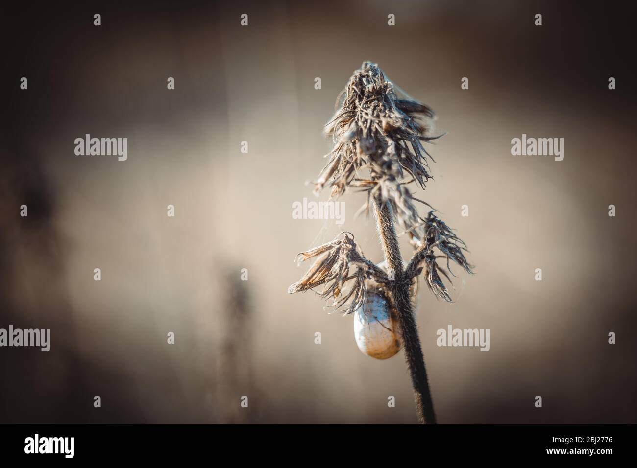 Trockenes Herbstgras im Hintergrund des unscharfen Feldes Stockfoto