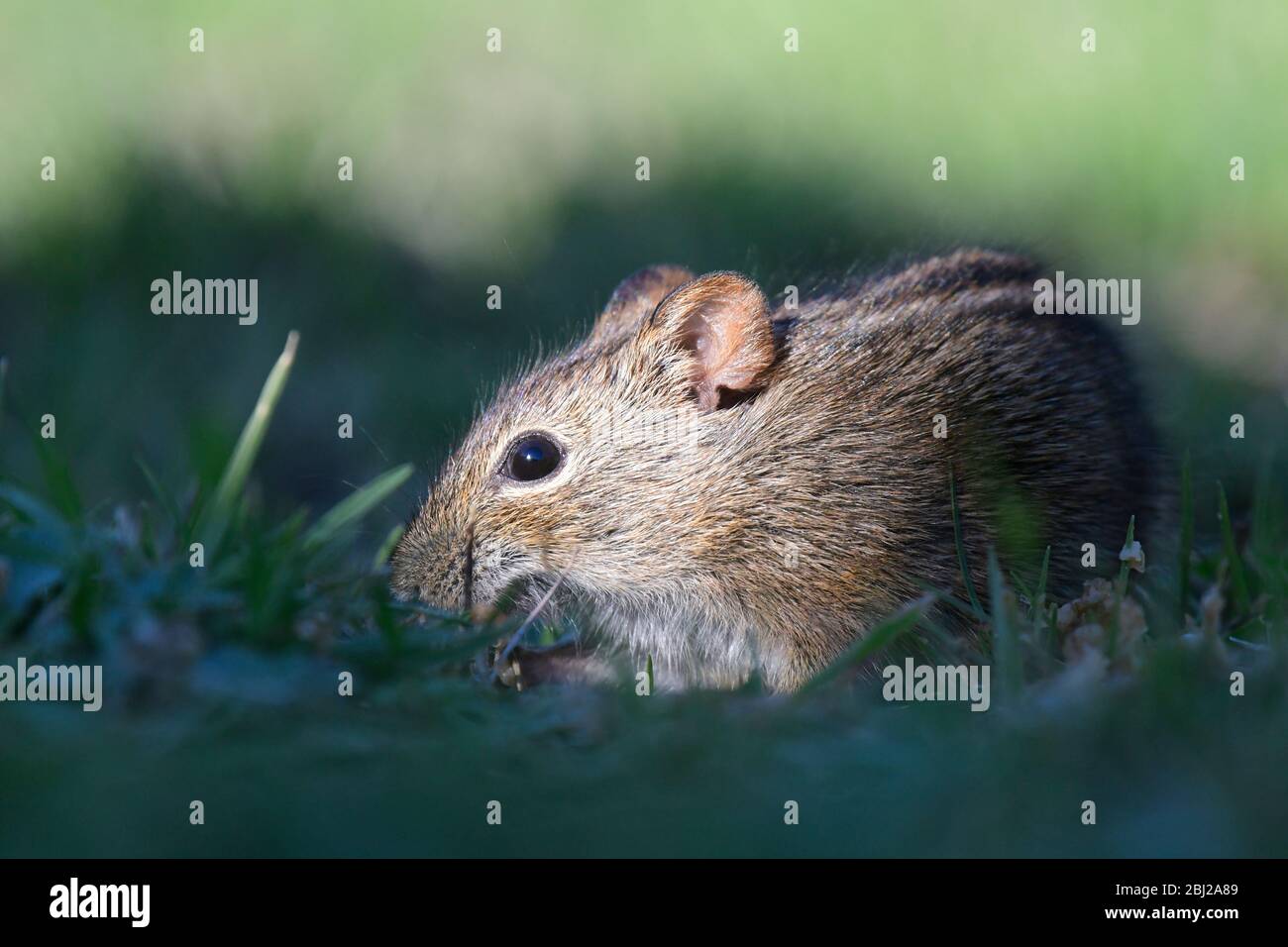 Natürliches Leben in Afrika. Gestreifte Feldmaus im grünen Gras Stockfoto