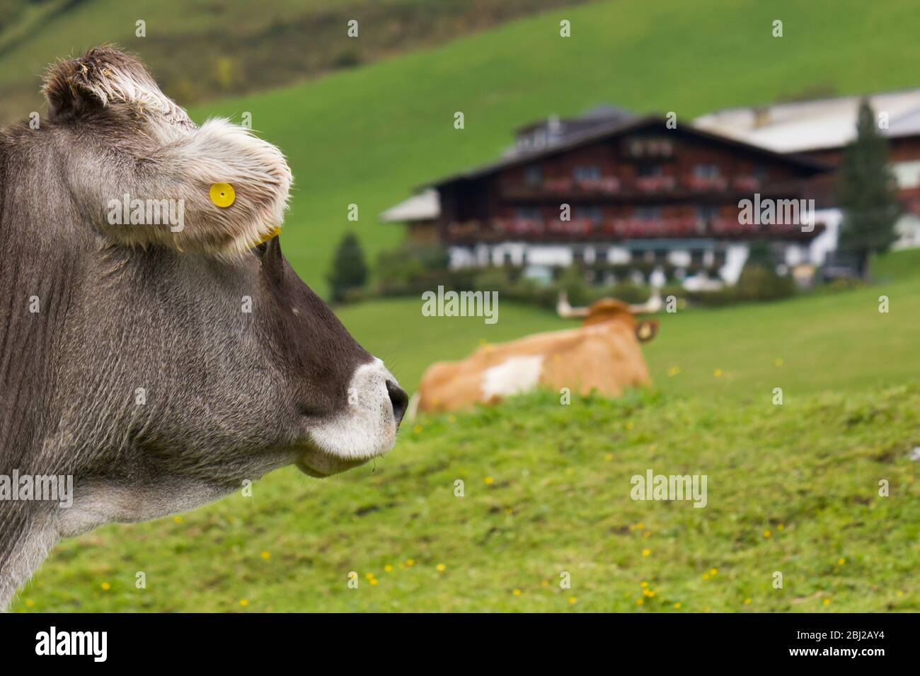 Österreichische Kuh (Bos Taurus) auf Gehöft mit verschwommenem Hintergrund Stockfoto