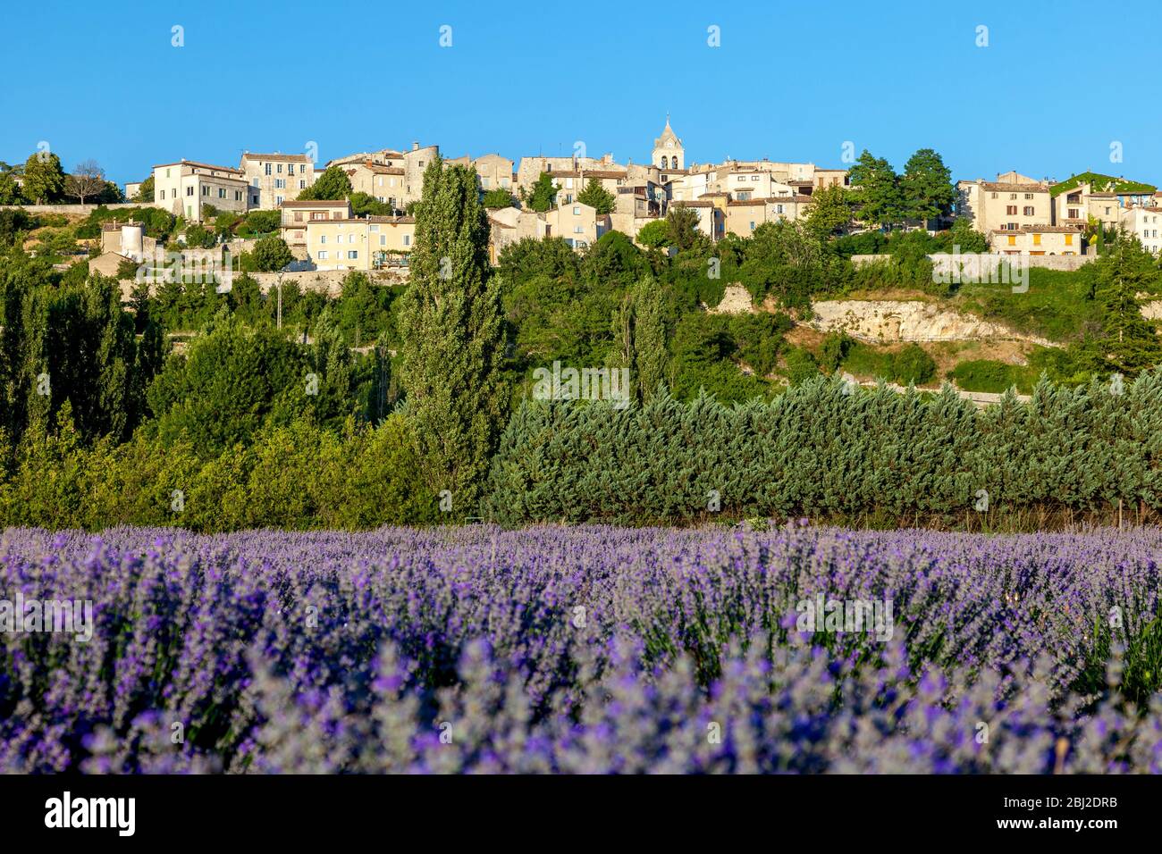 Abendsonne auf dem mittelalterlichen Dorf Sault über einem Lavendelfeld, Provence-Alpes-Côte d'Azur, Frankreich Stockfoto