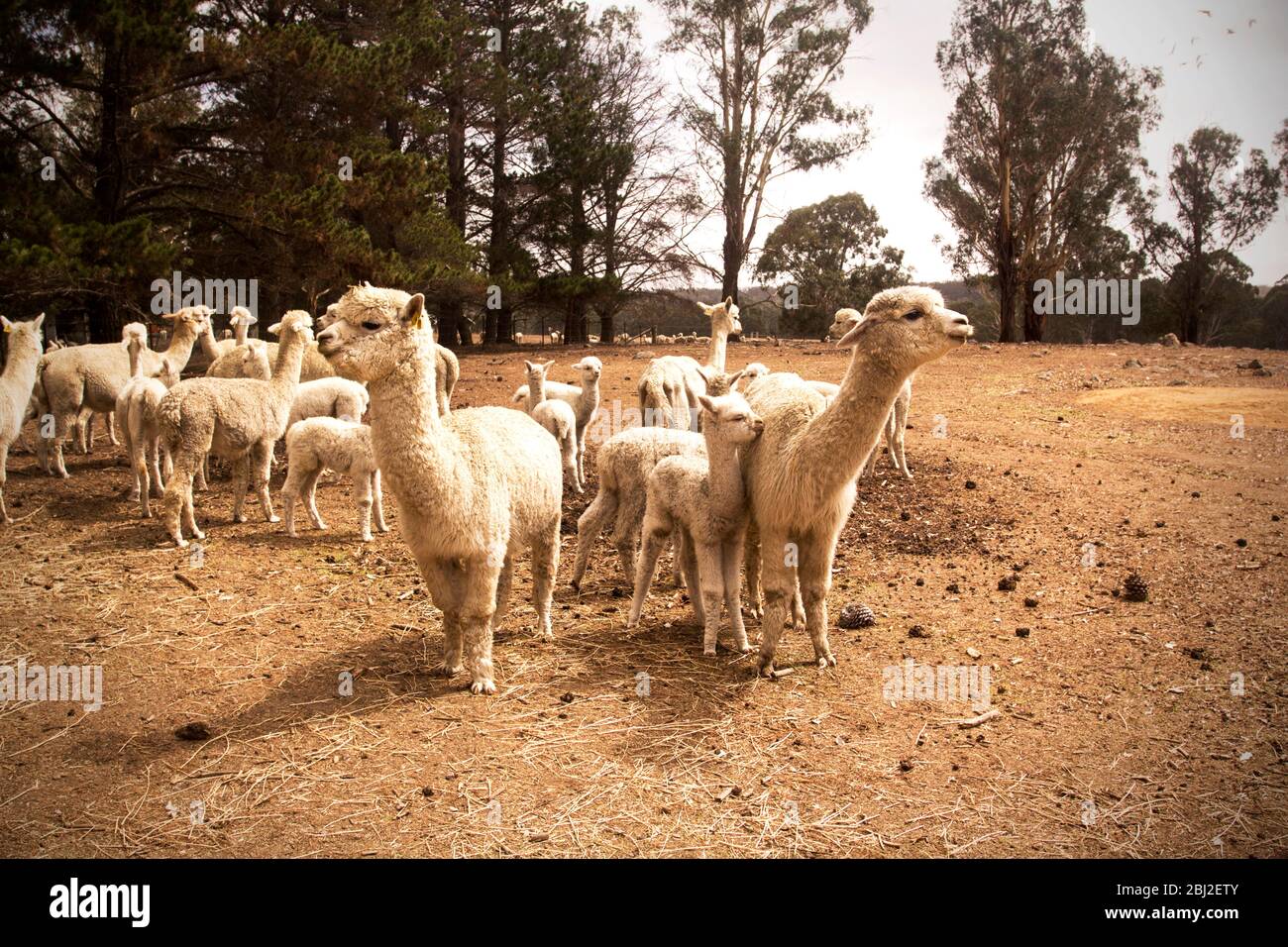 Alpakas-Herde auf einer trockenen australischen Farm. Stockfoto