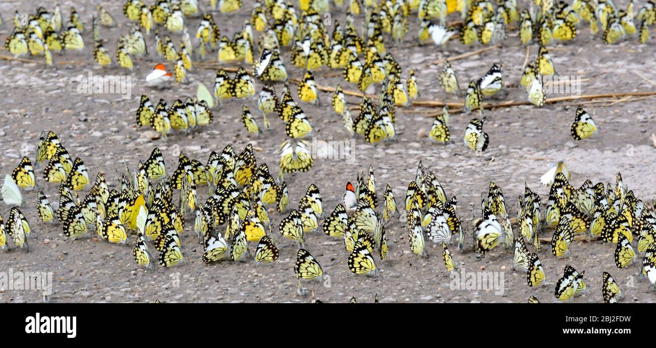 Schmetterlinge Schlammpfützen oder Füttern auf nassem Boden im Queen Elizabeth Nationalpark, Uganda. Stockfoto