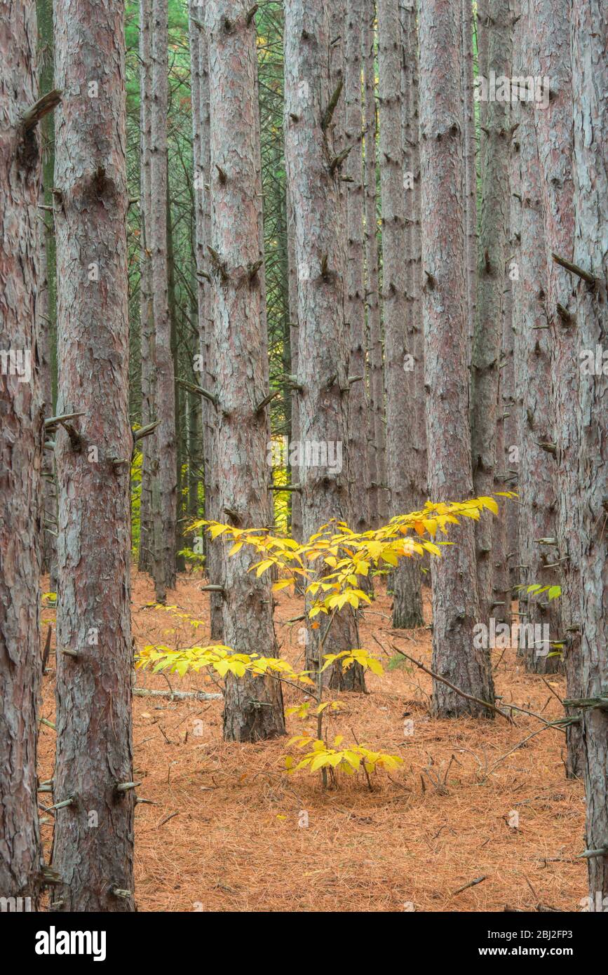 Einbeinige Buche im Kiefernwald von Michigan Stockfoto