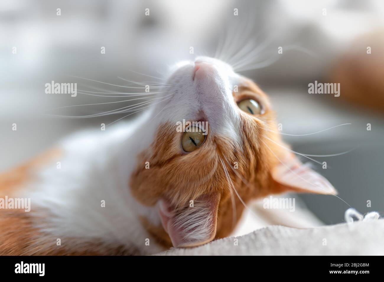 Nahaufnahme einer weißen und braunen Katze mit gelben Augen, die auf dem Rücken liegen und nach hinten schauen Stockfoto