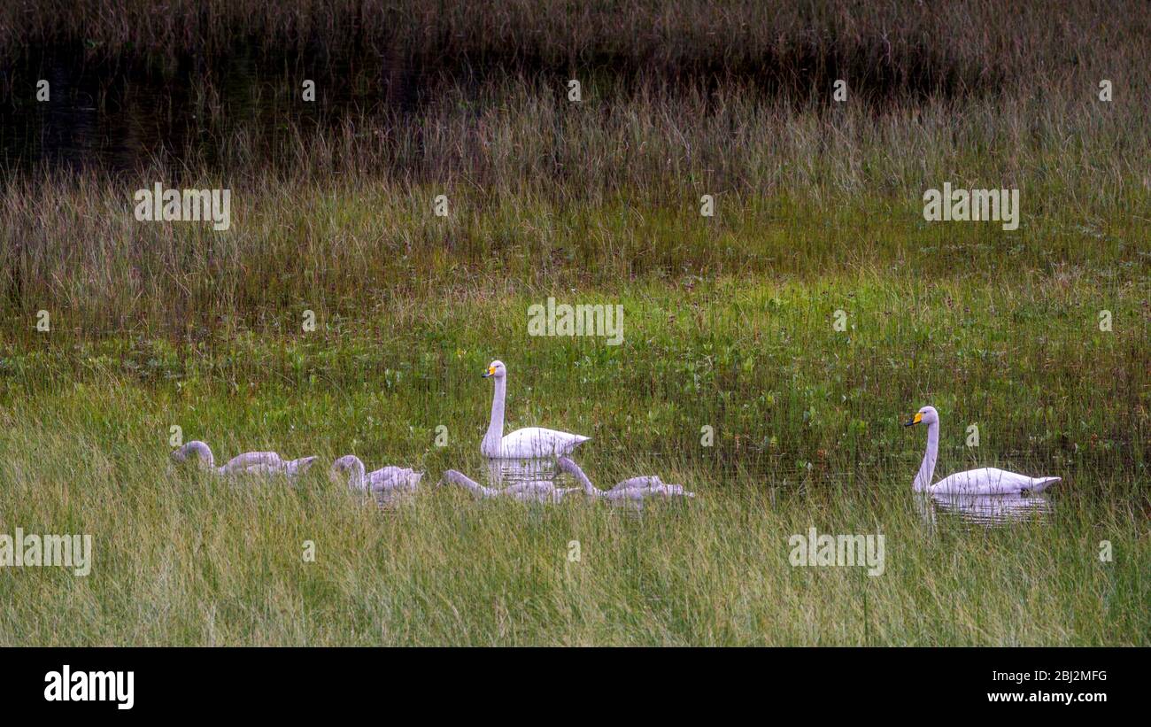 Norwegen, im Sommer, Singschwan Stockfoto