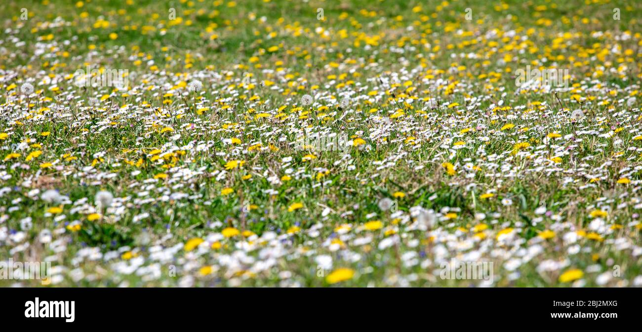 Wildblumenwiese in Suffolk Stockfoto