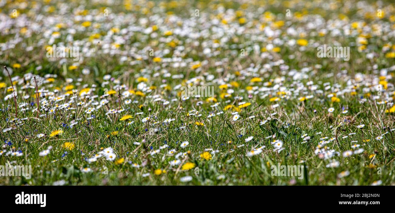 Wildblumenwiese in Suffolk Stockfoto