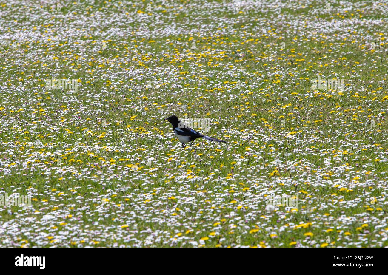 Wildblumenwiese in Suffolk Stockfoto