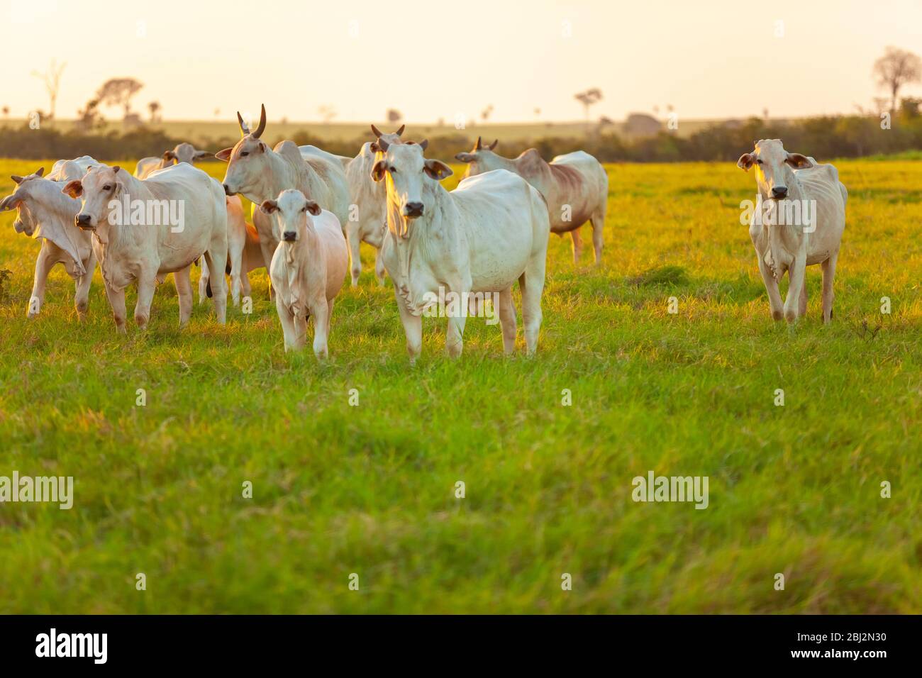 Große Herde von Nellore Rinder auf dem Bauernhof, Kühe und Steuergeräte Stockfoto