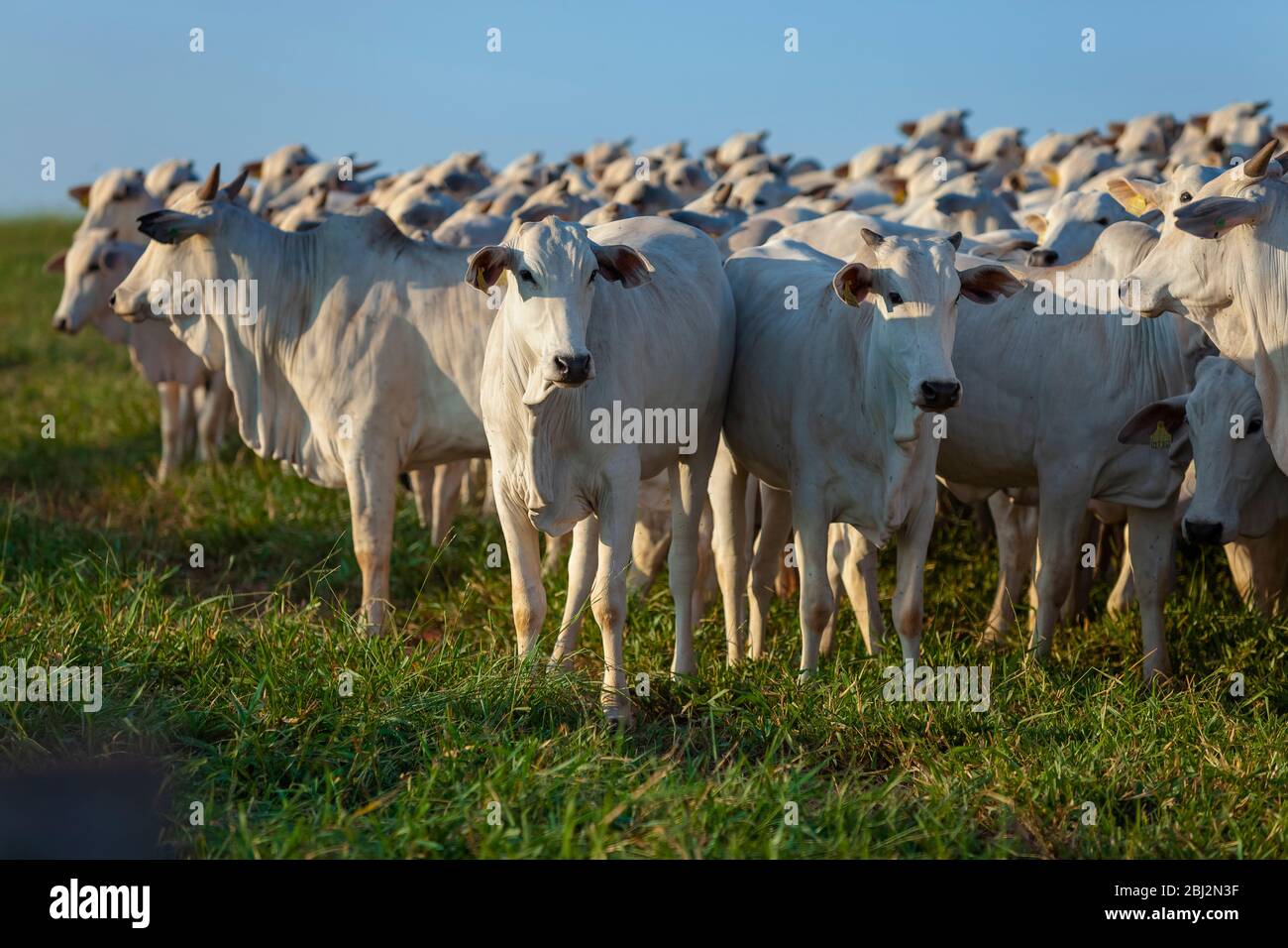 Große Herde von Nellore Rinder auf dem Bauernhof, Kühe und Steuergeräte Stockfoto