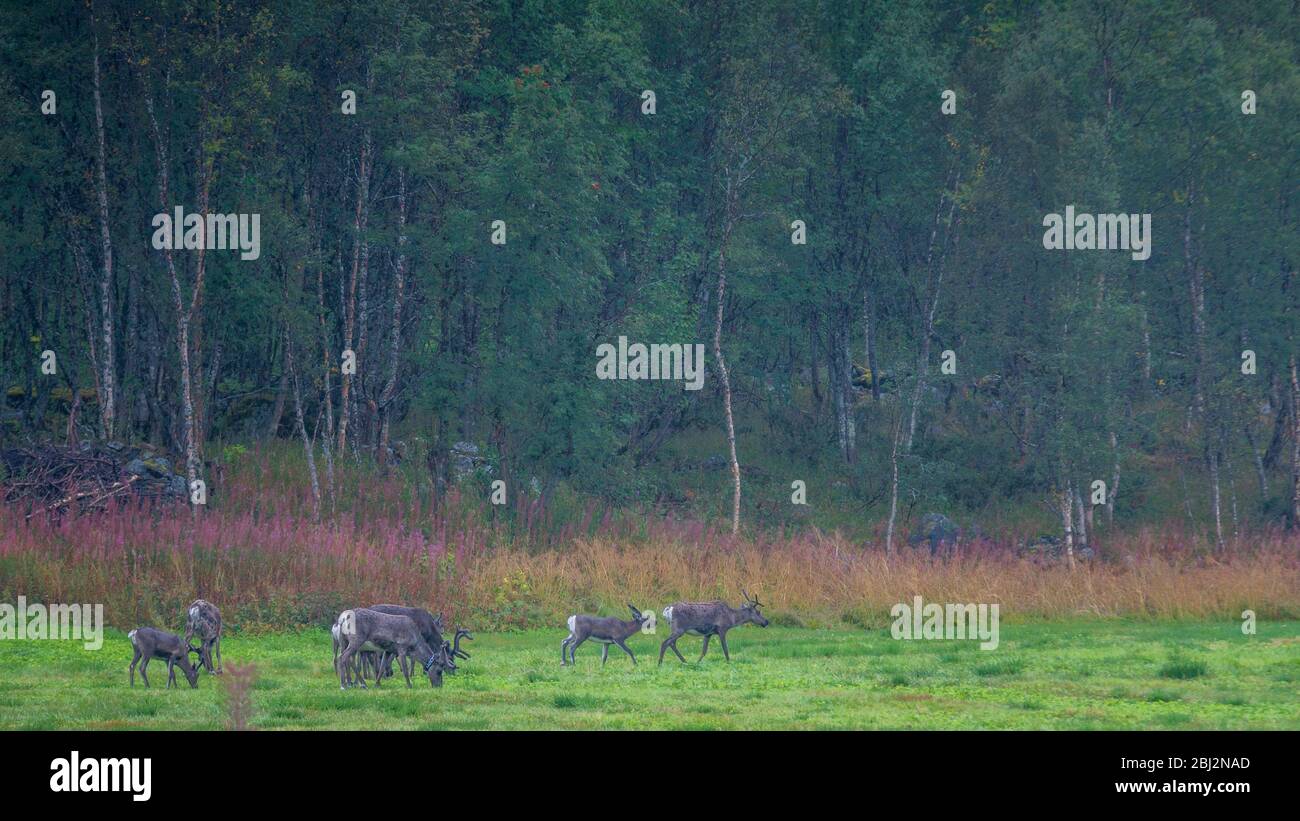 Norwegen, im Sommer, trafen sich Rentiere auf dem Weg Stockfoto