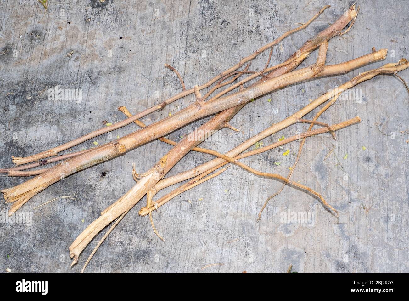 Trockene Zweige auf dem Zementboden Stockfoto