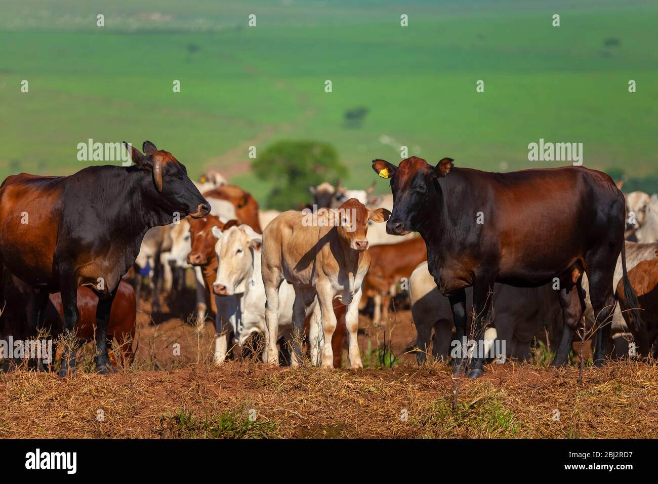 Herde von Nellore Kühen mit ihren Bonsmara Besamungskälbern Stockfoto