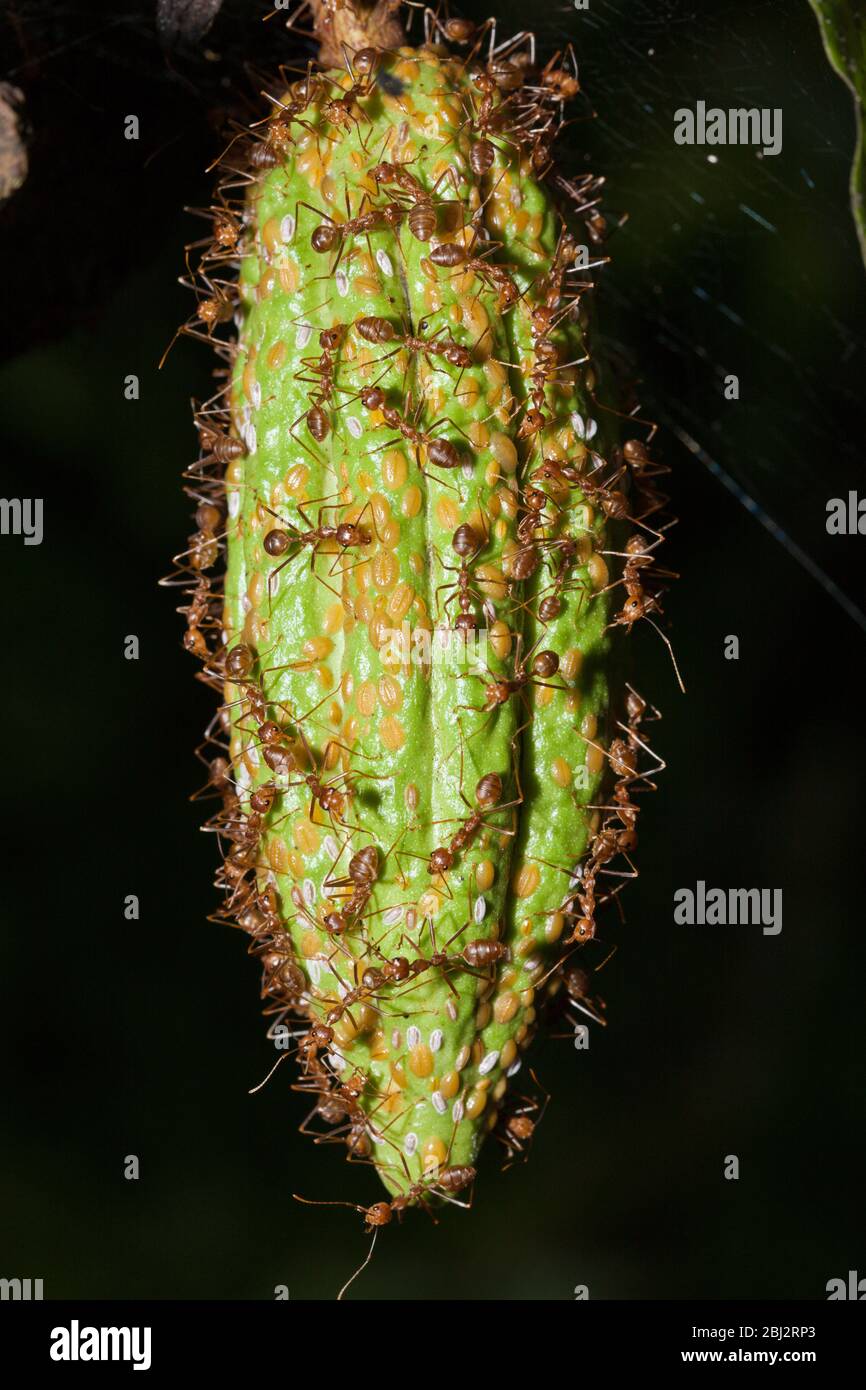 Ameisen auf Kakaobst, Formicidae, Kimbe Bay, New Britain, Papua-Neuguinea Stockfoto
