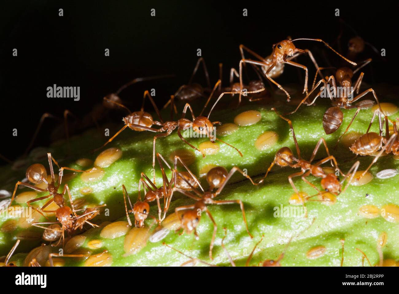 Ameisen auf Kakaobst, Formicidae, Kimbe Bay, New Britain, Papua-Neuguinea Stockfoto