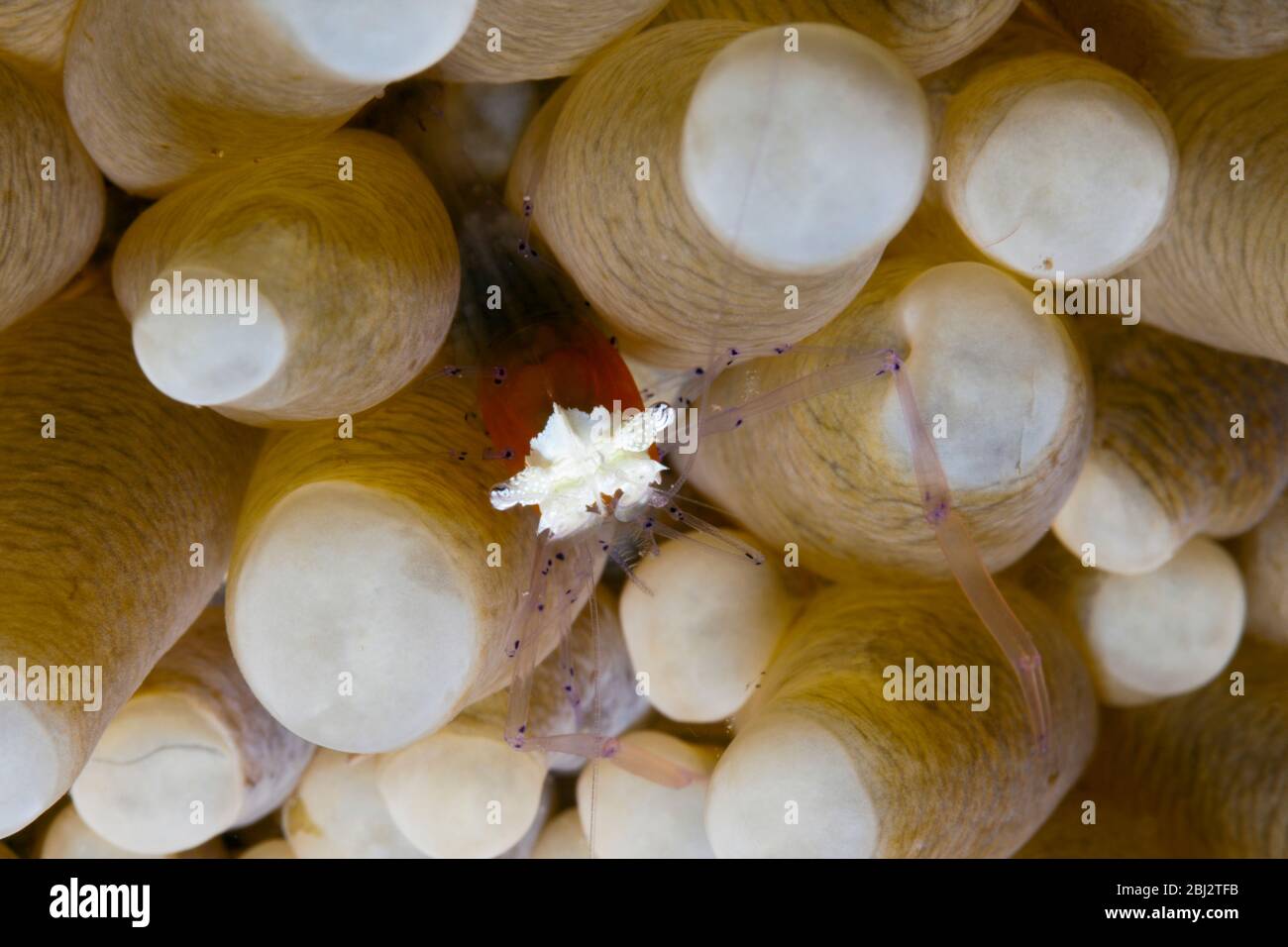 Gemeinsame Garnelen in Seeanemone, Periclimenes kororensis, Kimbe Bay, New Britain, Papua-Neuguinea Stockfoto