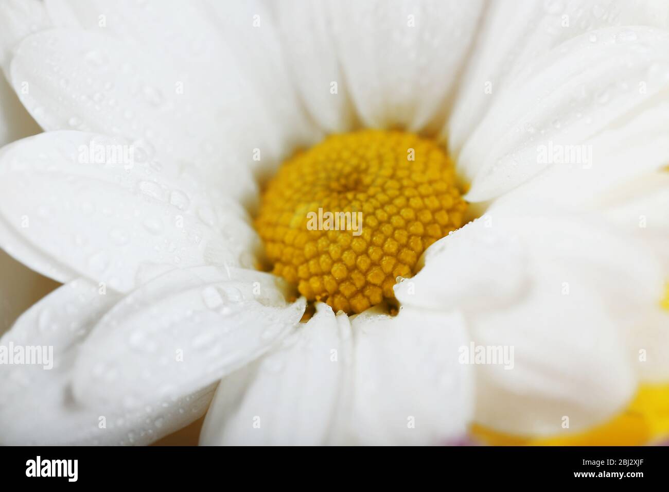 Weiße empfindliche Blume, Makro Stockfoto