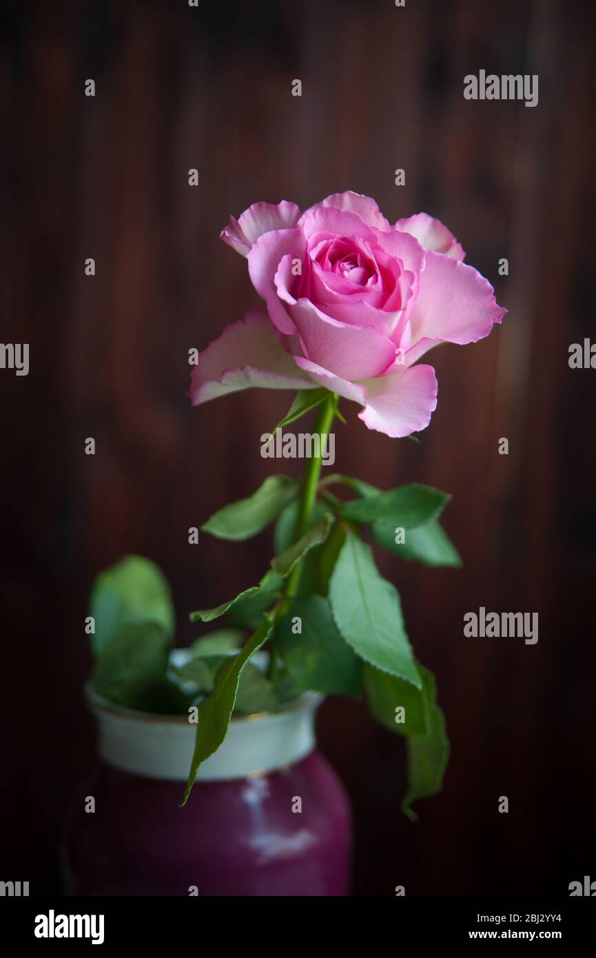 Eine rosa Rose auf einem dunklen Hintergrund Nahaufnahme Stockfoto