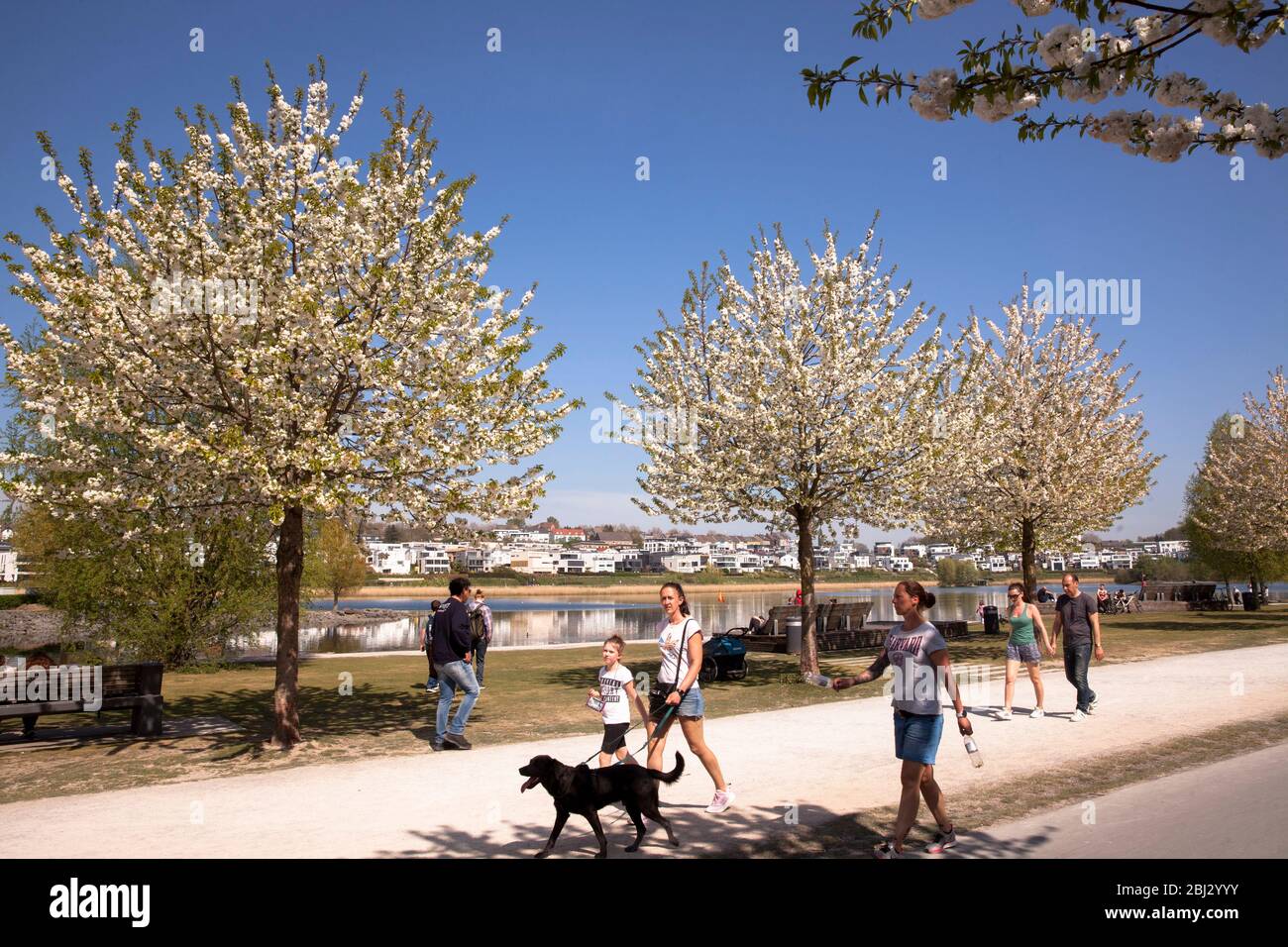 Blühende Kirschbäume am Phoenix-See im Bezirk Hoerde, Dortmund, Nordrhein-Westfalen, Deutschland. Kirschbaumbluete am Phoenix-See im Stadttei Stockfoto