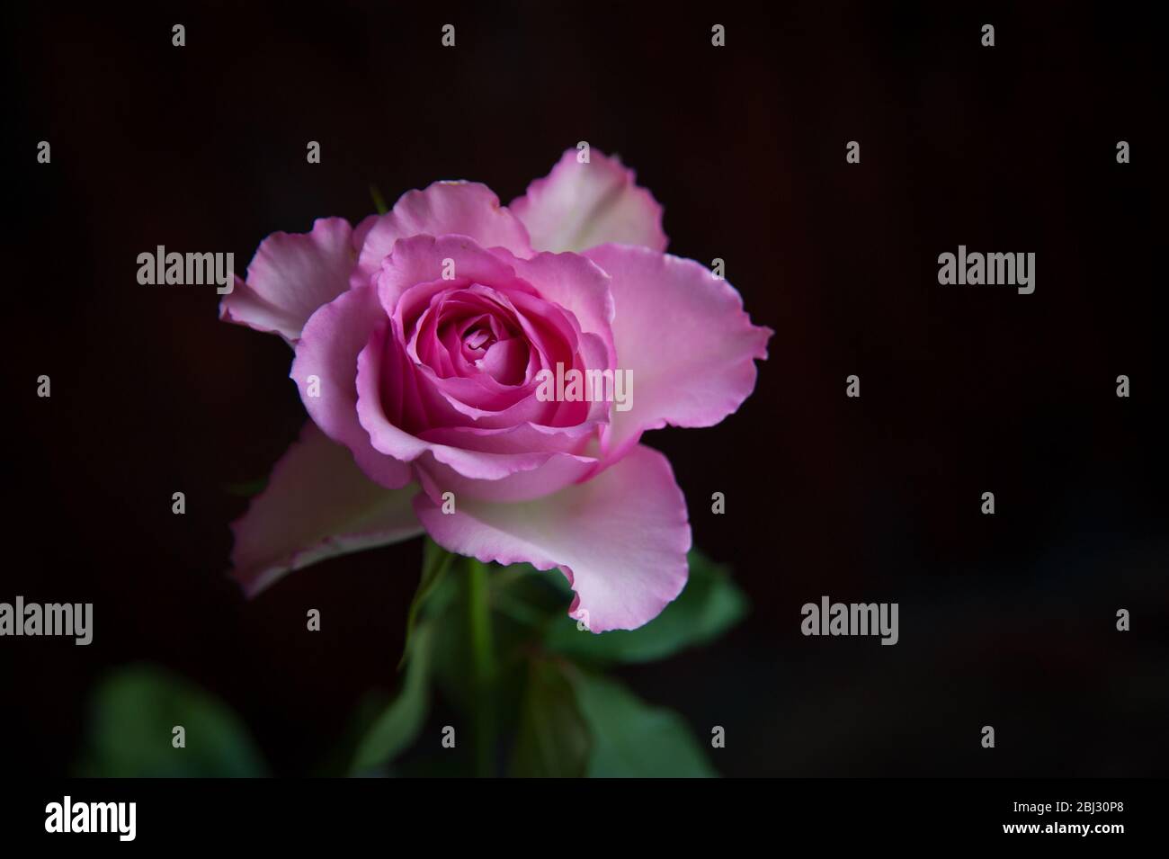 Eine rosa Rose auf einem dunklen Hintergrund Nahaufnahme Stockfoto