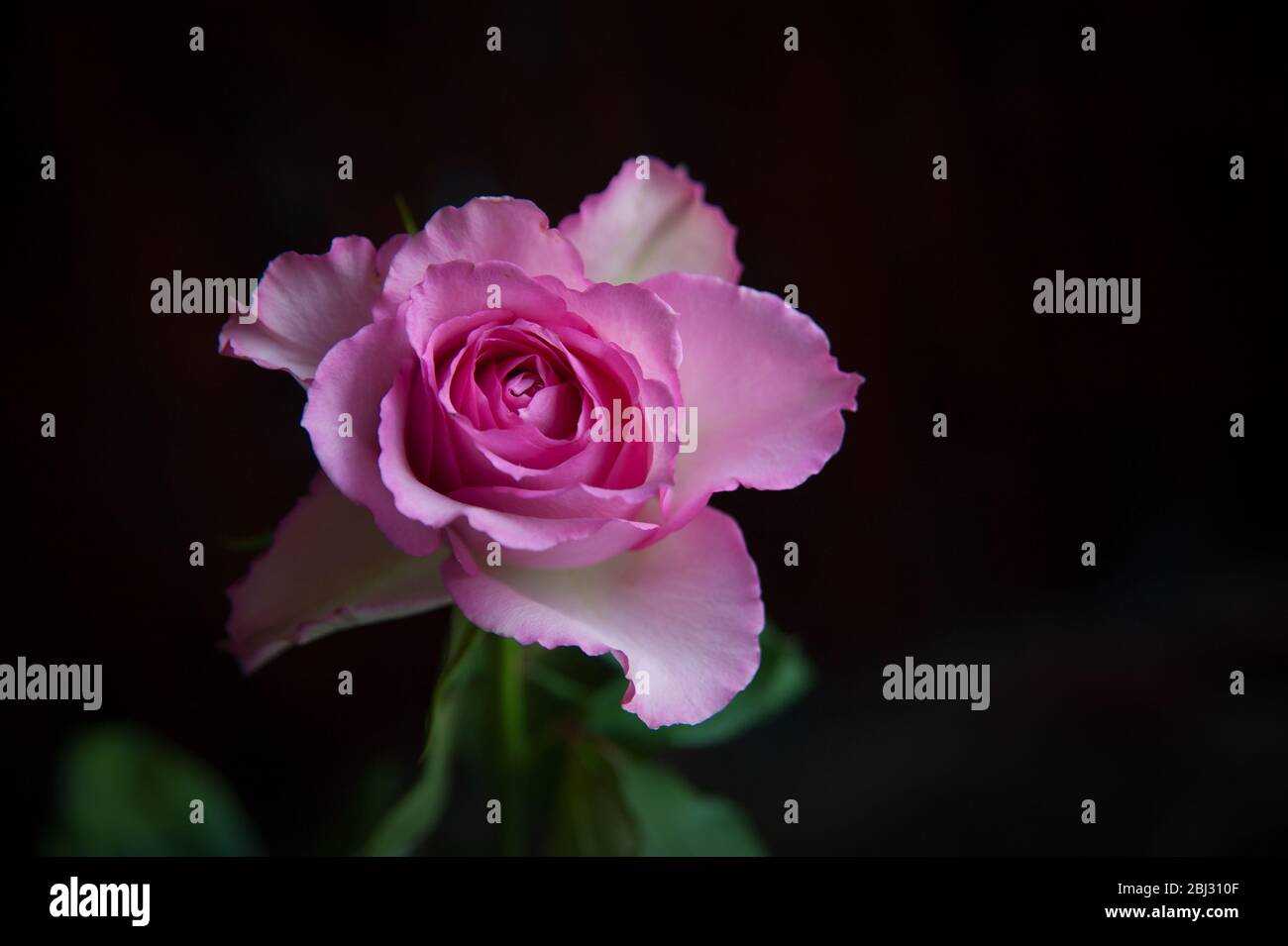 Eine rosa Rose auf einem dunklen Hintergrund Nahaufnahme Stockfoto
