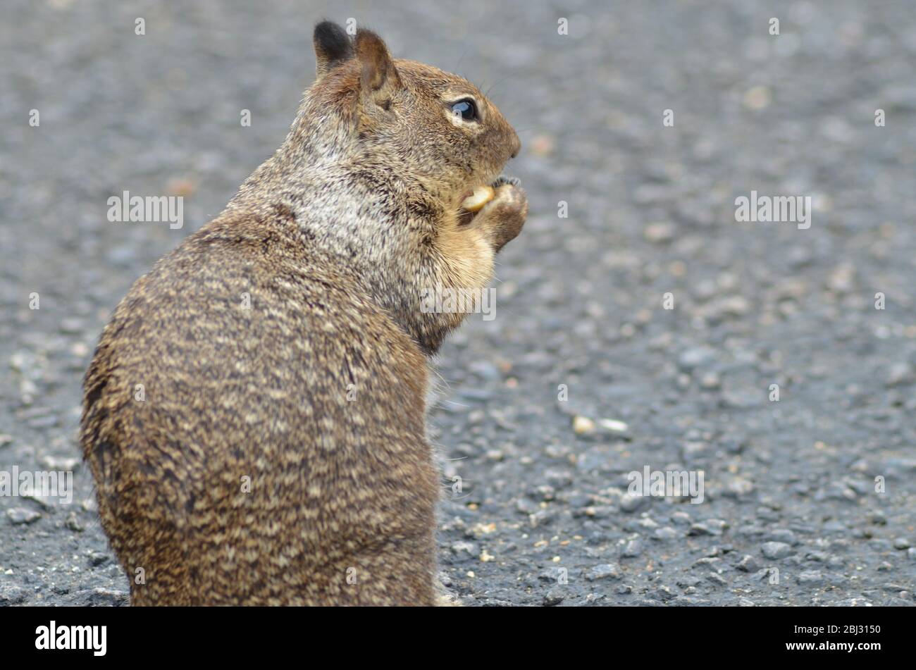 Kalifornisches Eichhörnchen, das eine Nuss isst Stockfoto