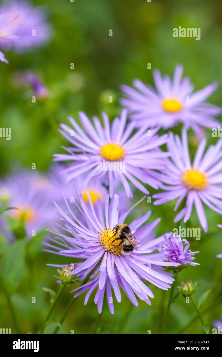 Weißschwanzhummel, Bombus lucorum' Fütterung von Flieder und gelber Aster Blume. Birmingham, England, Großbritannien Stockfoto