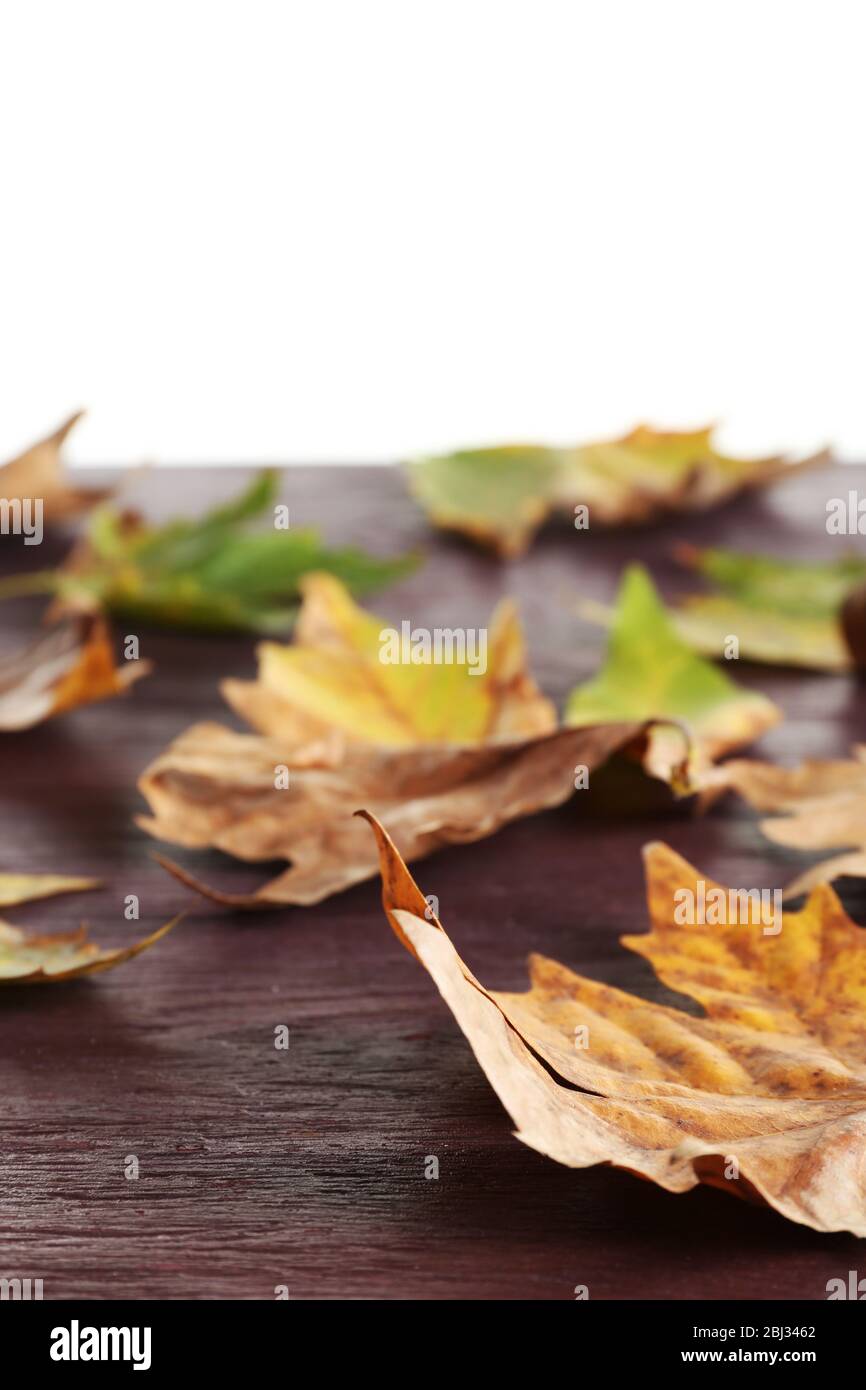 Herbst Ahornblätter auf einem Holztisch isoliert auf weiß Stockfoto