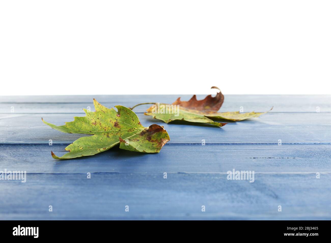 Herbst Ahornblätter auf blauem Holztisch isoliert auf weiß Stockfoto