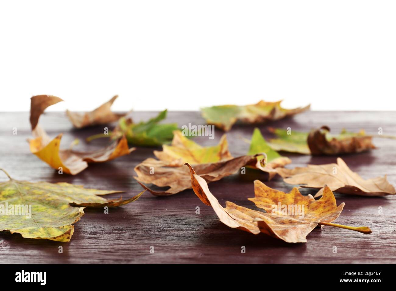 Herbst Ahornblätter auf einem Holztisch isoliert auf weiß Stockfoto