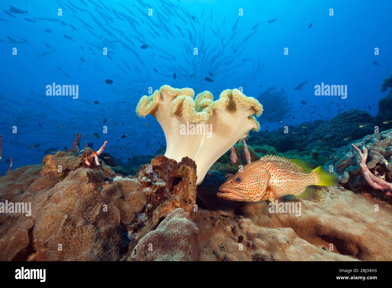 Weiß gesäumter Grouper in Coral Reef, Anyperodon leucogrammcus, Kimbe Bay, New Britain, Papua-Neuguinea Stockfoto