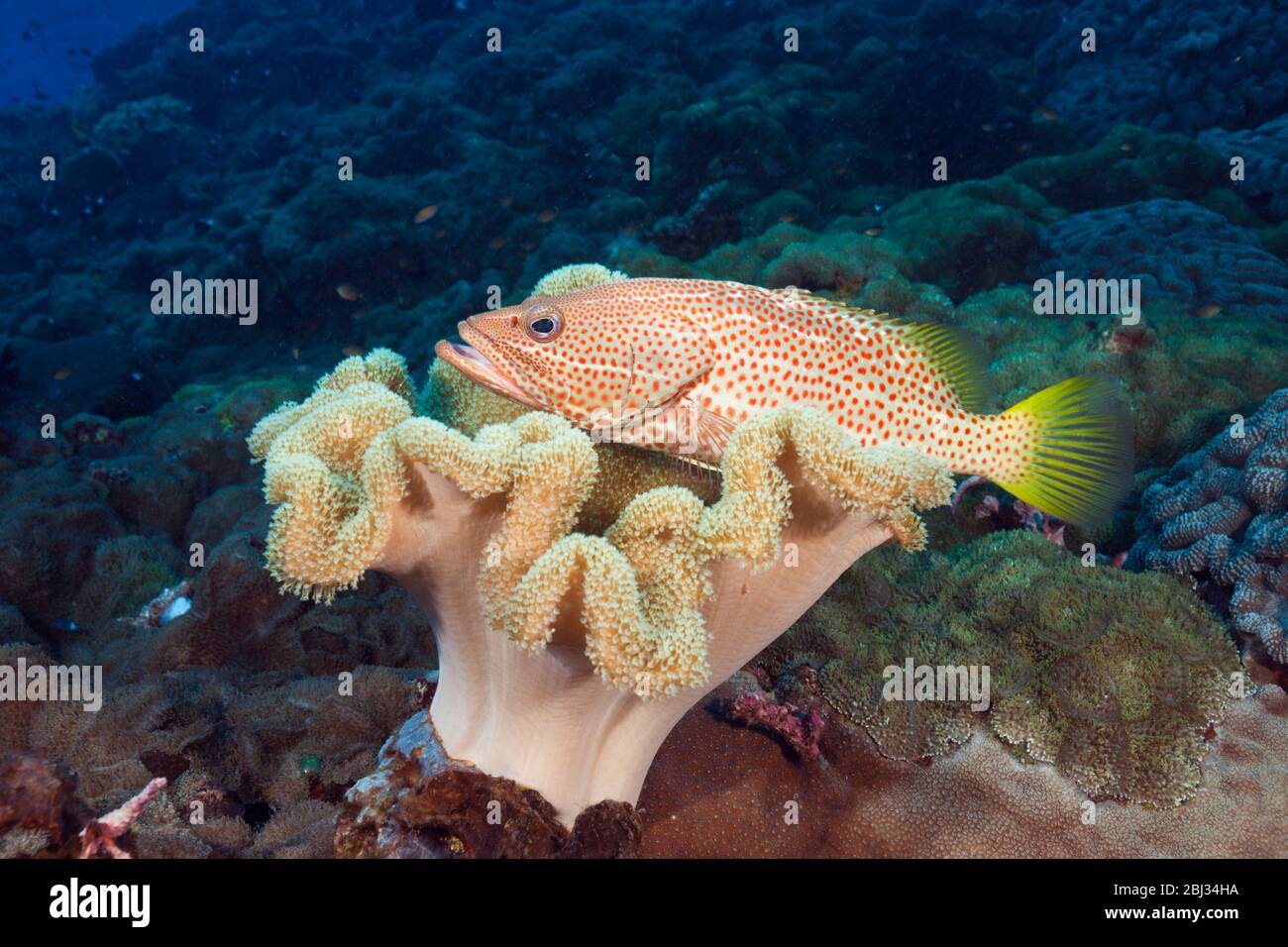 Weiß gesäumter Grouper in Coral Reef, Anyperodon leucogrammcus, Kimbe Bay, New Britain, Papua-Neuguinea Stockfoto
