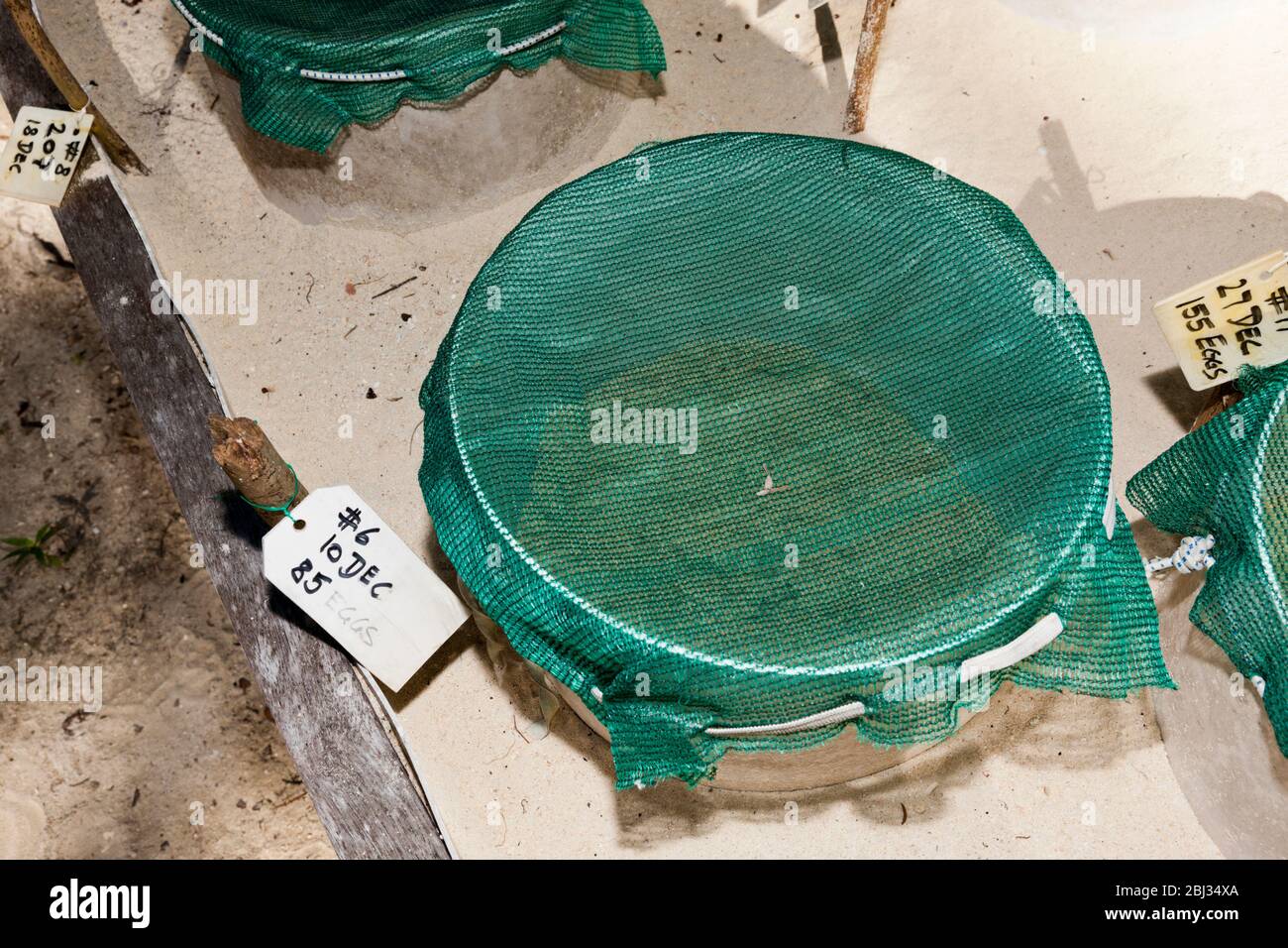 Seeschildkröten Nistkästen, New Ireland, Papua-Neuguinea Stockfoto