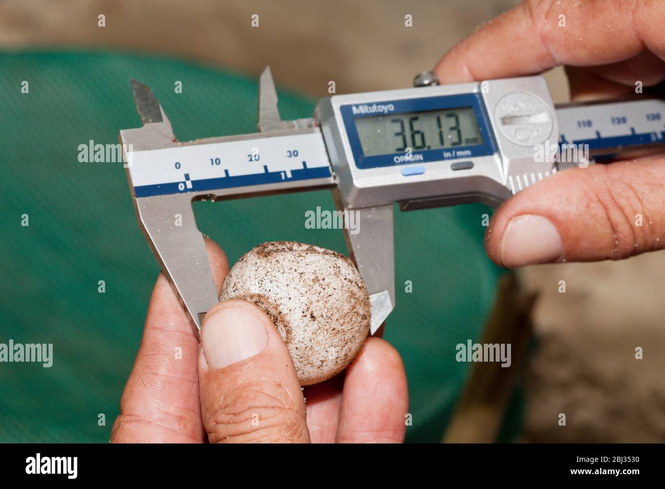 Meeresschildkröten-Schutzprogramm, Eretmochelys imbricata, New Ireland, Papua-Neuguinea Stockfoto