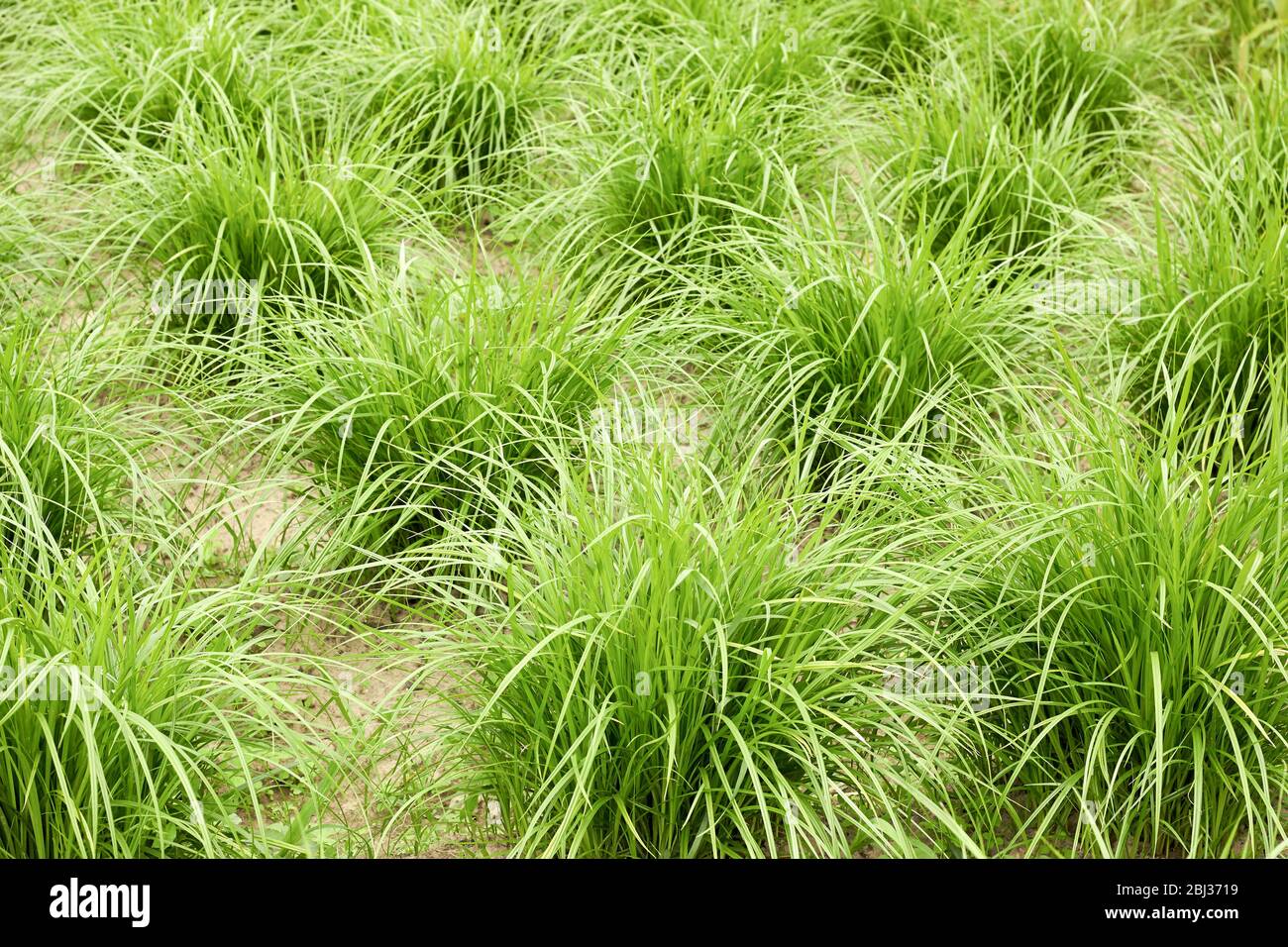 Erdnuss-Sedge im Feld, Natur Hintergrund, Erde Mandelpflanze wächst im Freien auf Bett im Garten, Nahaufnahme, kopieren Raum. Vegane Lebensmittel und Bio Stockfoto