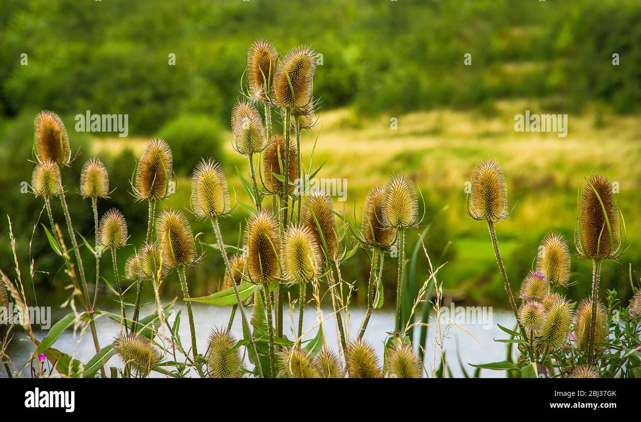 Teelöffel sind ein wichtiges Winterfutter für Vögel wie den Europäischen Goldfinch. Stockfoto