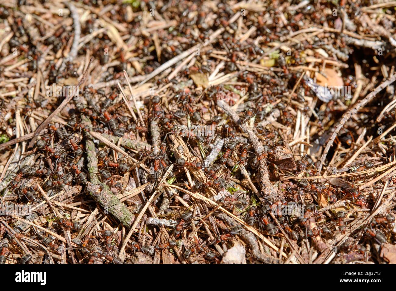 Nahaufnahme eines Ameisenbunkers im Wald mit vielen roten Ameisen, die darauf krabbeln. Gesehen an einem sonnigen Frühlingstag im Wald in Bayern, Deutschland Stockfoto