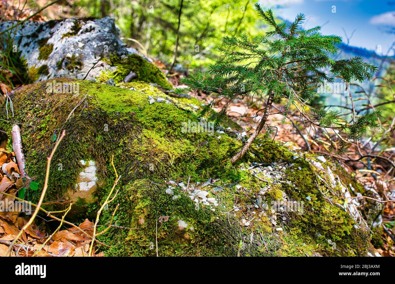 Kleiner Mini-Baum, der auf einem moosigen Stein wächst, bedeckten Moos und Flechten einen kleinen Felsen Stockfoto