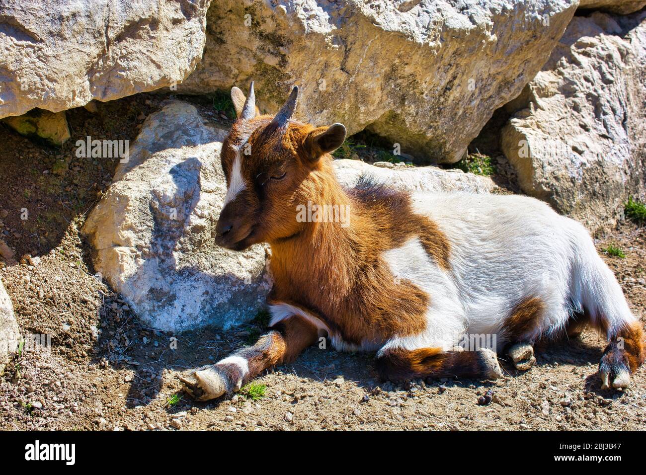 Niedliches Kind Ziege ruht auf Stein Hintergrund, Nahaufnahme Foto einer Ziege Stockfoto