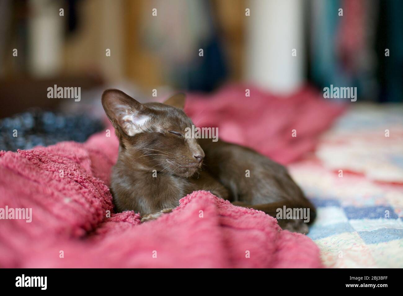 Sleepy Havana Brown Kätzchen - Katze feline felid pussycat siamese felis catus Stockfoto