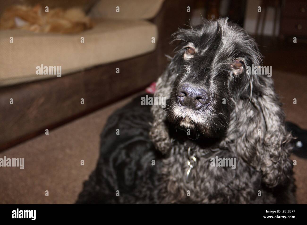 Schwarzer Cocker Spaniel mit grauem Fell um den Mund und die Augen - Pelzhaare Spaniel Hund Haustier Freund englischer Cocker Spaniel Gundog Pistole Hund Stockfoto