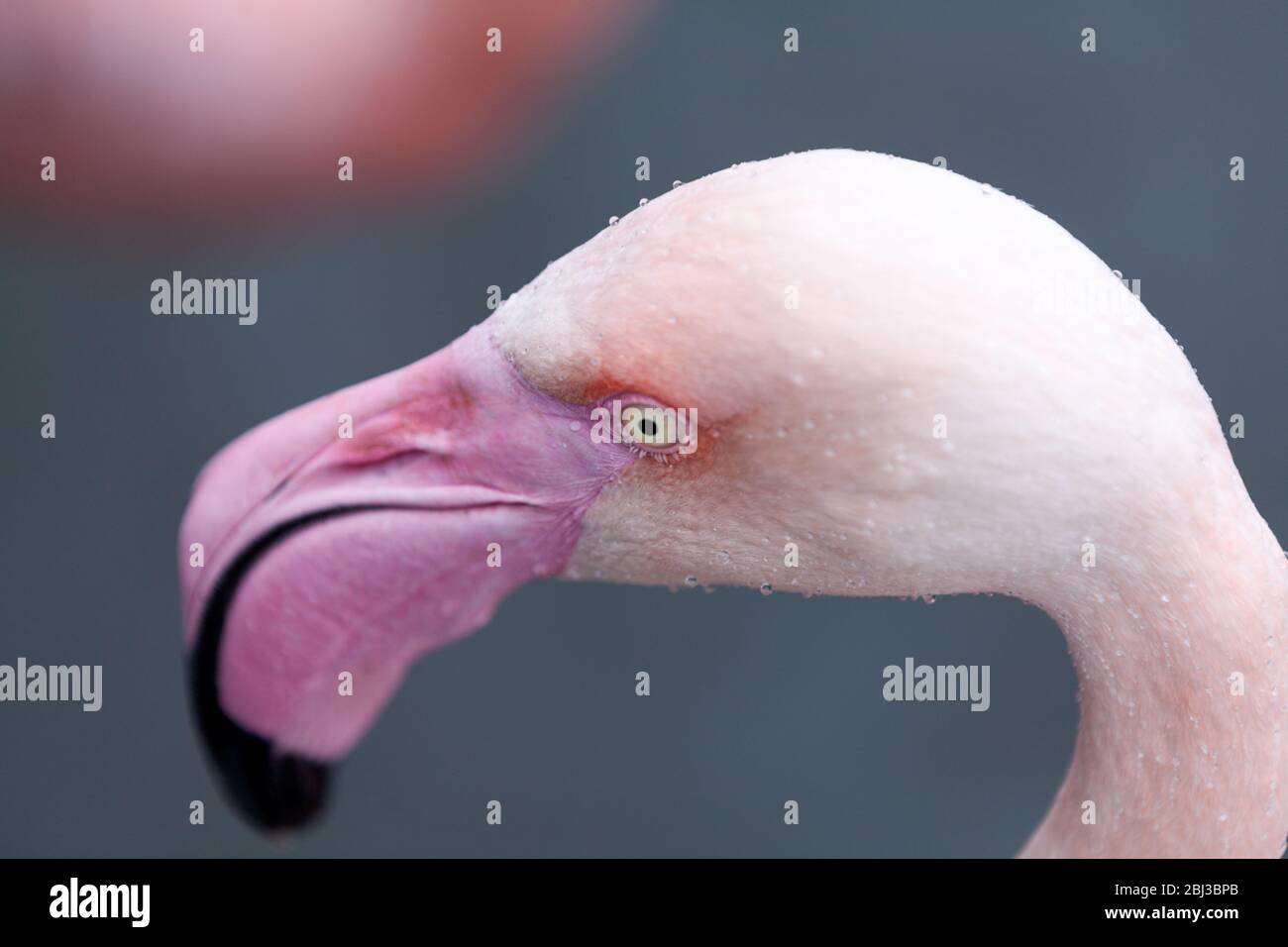 Ein Nahaufnahme Bild eines blassen rosa Flamingos Kopf deutlich zeigt die Vögel hell gefärbten Auge und es ist Schnabel Stockfoto