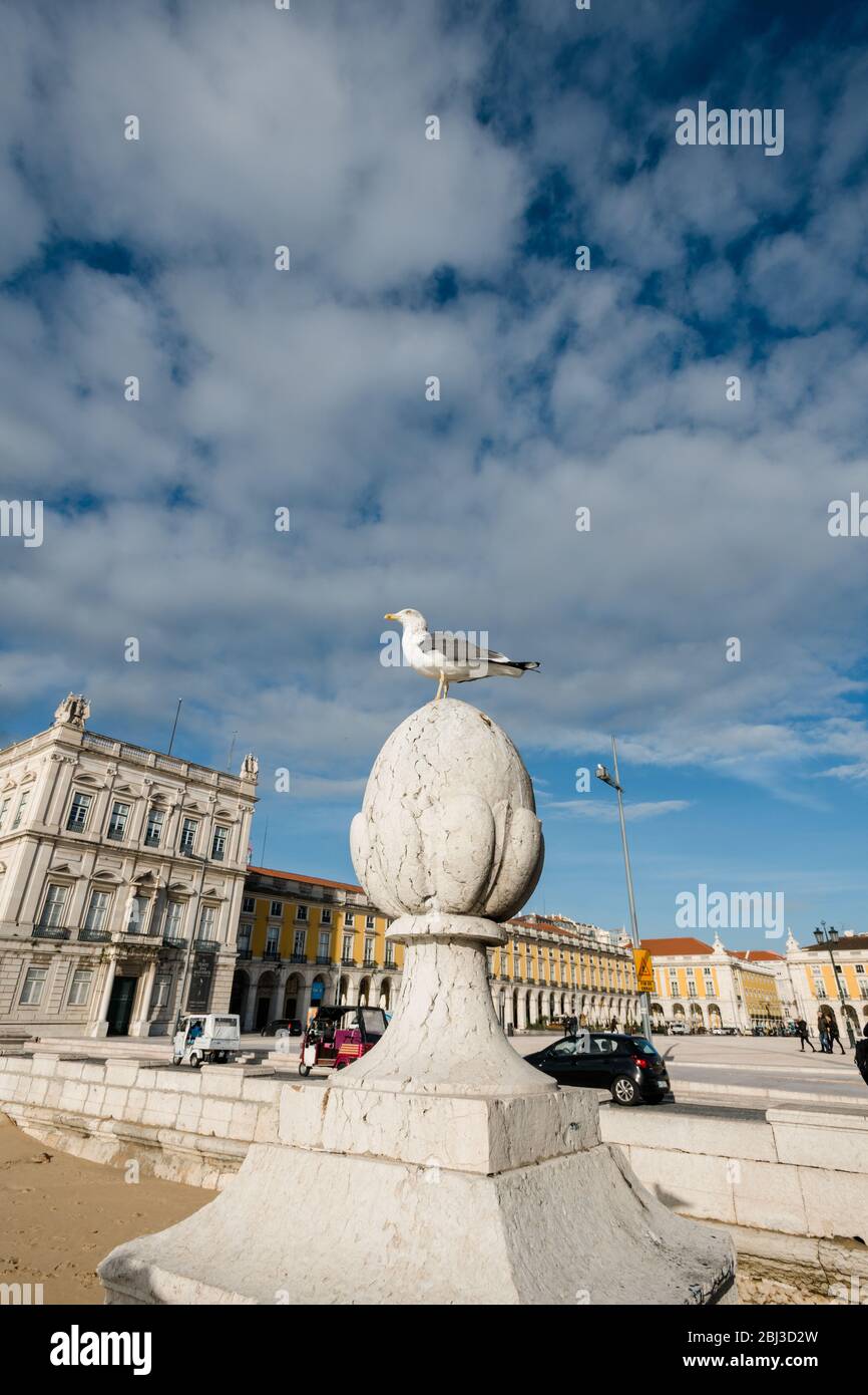 Möwe in Praca do Comercio, Lissabon, mit blauem Himmel, leichten Wolken - Weitwinkel Stockfoto