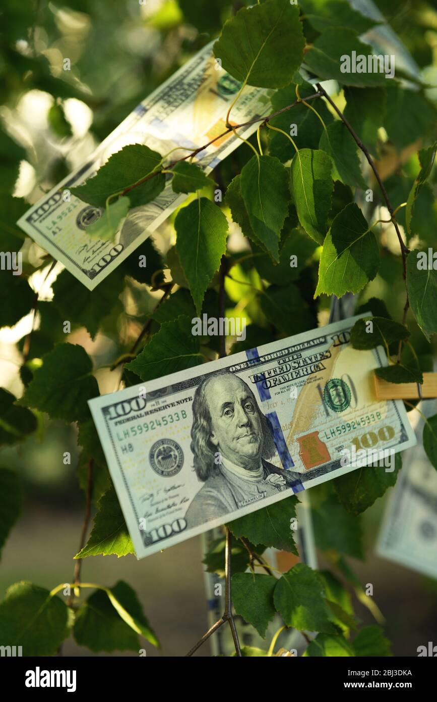 Hundert Dollar-Rechnungen auf dem Baum, im Freien Stockfoto